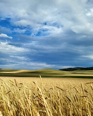 field of wheat