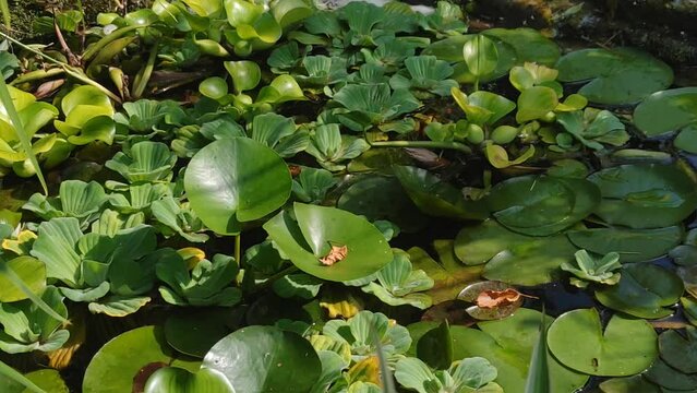 Surface plants in an ornamental pond with splashes of water.