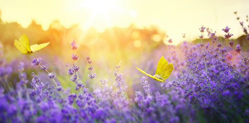 summer forest glade with flowering lavender flower and butterflies on a sunny day; back lighting, high key - 624880969