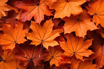 Naklejka na ściany i meble Autumn background from maple leaves.