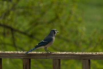 This cute little blue jay was looking out across the yard when I took this picture. This little bird came out to the railing for some birdseed. I love the blue, white, and black colors of this avian.