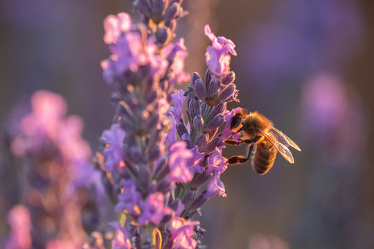 La abeja de la lavanda
