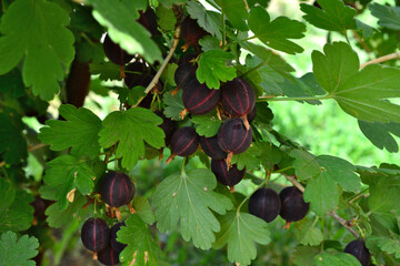 black gooseberry on the branch with green leaves isolated close up 