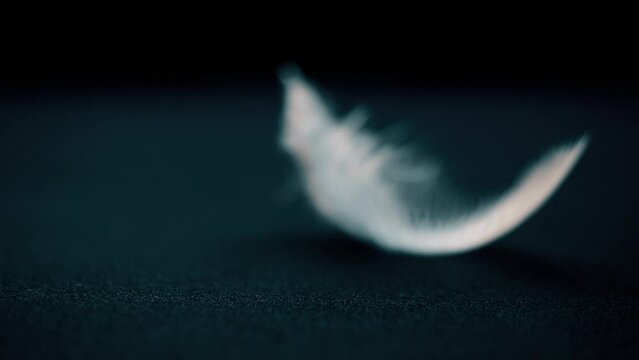 Feather of bird moves from the air flow on background. Super slow motion video concept in extreme macro details. Background for music video or as illustration of life path. Place for text. Copy space