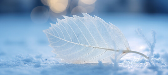 White transparent skeleton leaf on snow outdoors in winter. Beautiful texture