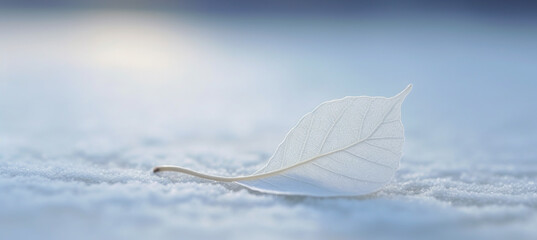White transparent skeleton leaf on snow outdoors in winter. Beautiful texture