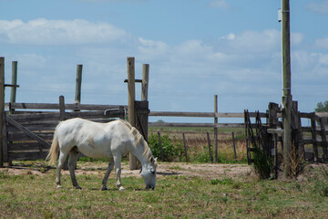 white horse in a country landscape