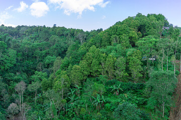 Fototapeta na wymiar Forest view of green trees above the hills, Southeast Asian rainforest with deep jungle