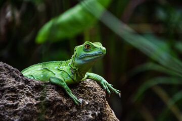 green lizard on a rock