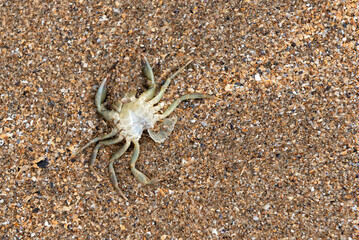 Exoskeleton of a crab after molting on the beach