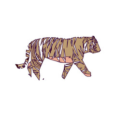 tiger color sketch with edge lines and transparent background