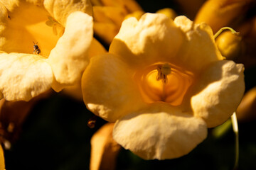 yellow flower