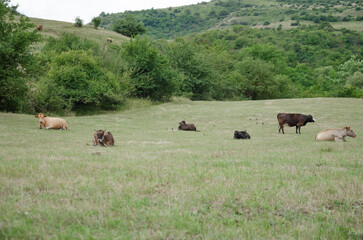 Cows and calves on the run in summer