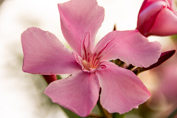 pink flower