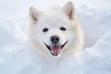 Naklejka premium Portrait of a Joyful Dog on the Snow - Generative ai