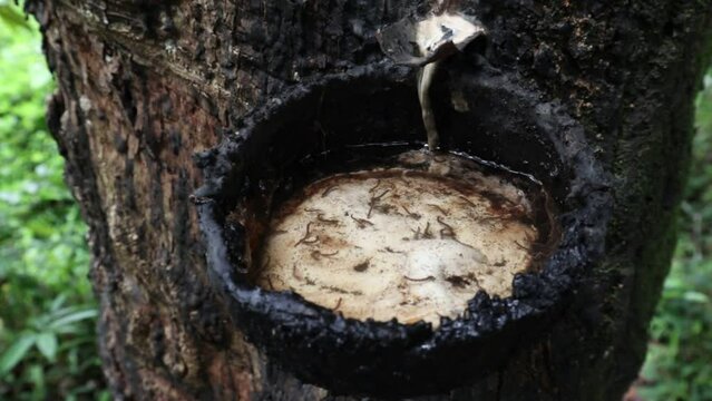 A Rubber collecting bowl filled with water with the Mosquito larvae breeding on it