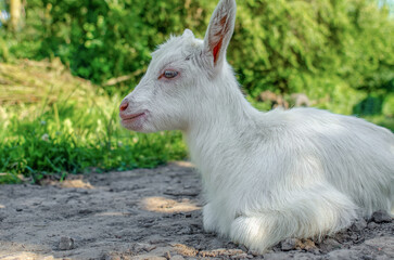 baby goat was walking along the street, lying down and resting on the road