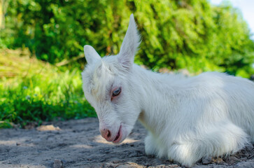 Obraz premium baby goat was walking along the street, lying down and resting on the road