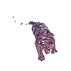tiger color sketch with edge lines and transparent background