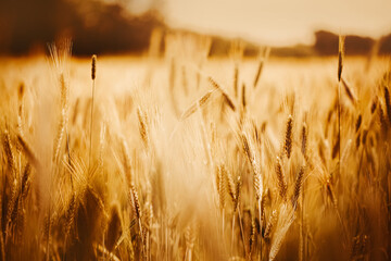 A field of golden rye under the radiant sunlight. Harvest, abundance, and the beauty of rural...