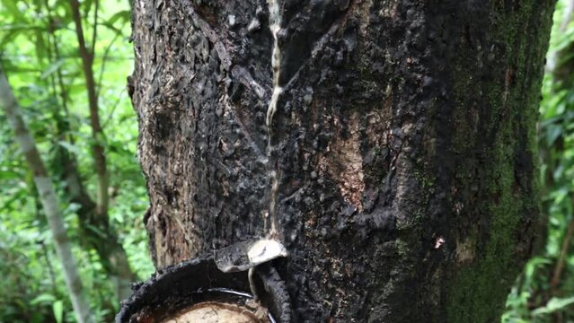 View of a Rubber trunk and a milk collecting bowl containing Mosquito larvae on it