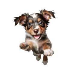 cute energetic young excited puppy on transparent background
