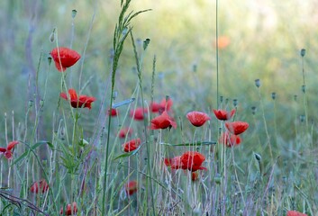 Field overgrown with wild poppy with red flowers