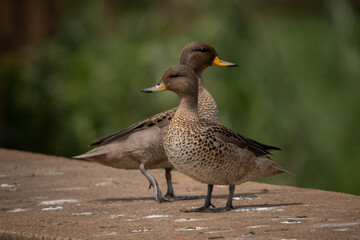 duck
