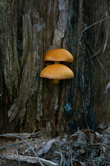 Fototapeta premium mushrooms in the forest