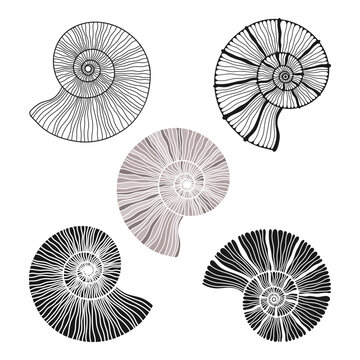 Shells. Hand drawn vector collection, 5 isolated  elements on white background. Perfect for decoration, invitation, card, poster and as a design element.