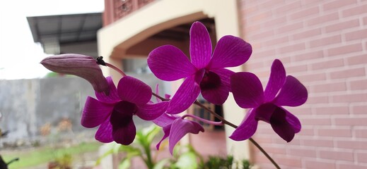 Beautiful purple Phalaenopsis orchid flowers. Home garden. Orchid flowers on blurry background