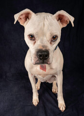 White boxer on textured studio background