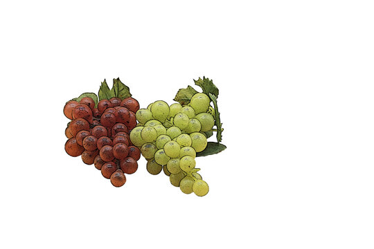 uvas