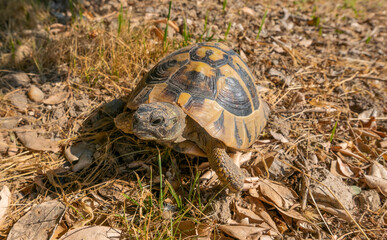 macro of a turtle in the backyard in summer