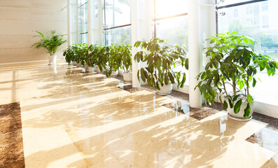 Long corridor with potted plant and window