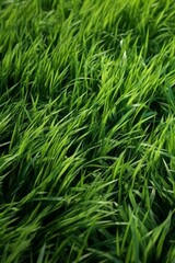 Fototapeta na wymiar grass texture background