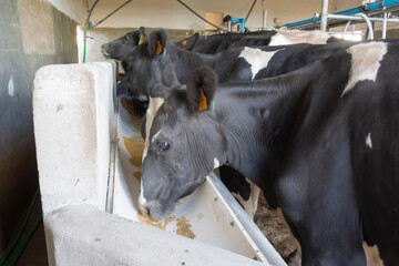 dairy cows in milking parlor, waiting to be milked