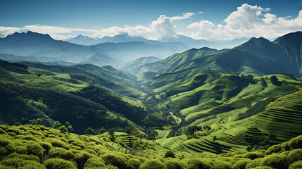 View of a Coffee plantation of Colombia or Brazil with coffee plants in the foreground.