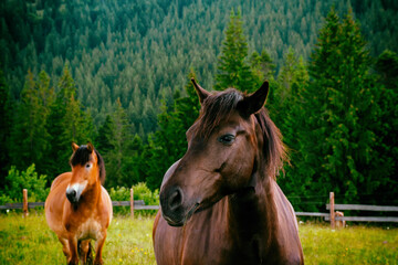 a pair of horses, portrait of animals in summer in a meadow, ecotourism. High quality photo