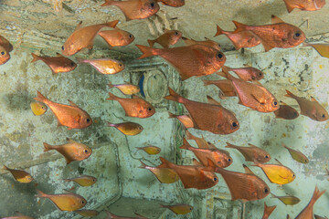 Fish swimming in the Red Sea, colorful fish, Eilat Israel
