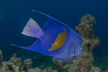 Fish swimming in the Red Sea, colorful fish, Eilat Israel
