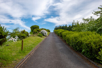 Empty road with green bushes and white hydrangeas with blue sky and white clouds in Furnas, Sao Miguel island in the Azores.