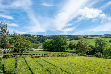 Fototapeta na wymiar Green tea fields of Gorreana Tea Plantation. Sao Miguel island, Azores