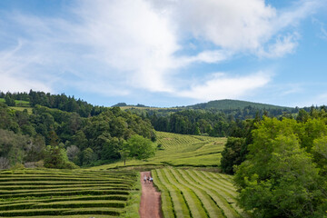 Fototapeta na wymiar Green tea fields of Gorreana Tea Plantation with red dirt path on the middle. Sao Miguel island, Azores