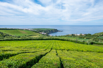 Tea plantation of Porto Formoso with the Atlantic Ocean in the background. Island of Sao Miguel, Azores, Portugal