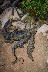 Nile crocodile with small children