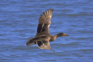 mallard duck in flight