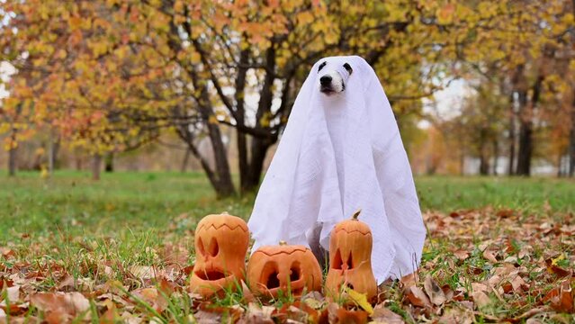 Dog jack russell terrier in a ghost costume with jack-o-lantern pumpkins in the autumn forest. 