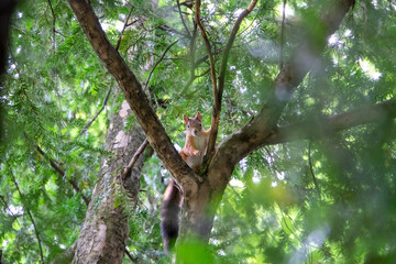 Eichhörnchen klettert auf einem Ast herum