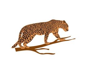 Leopard on a branch